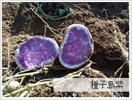 種子島紫